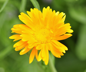 Image showing calendula