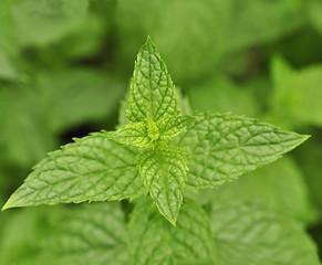 Image showing peppermint