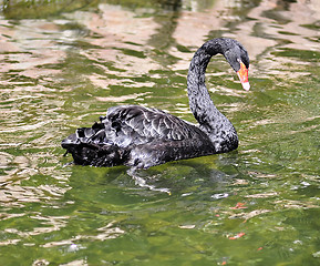 Image showing black swan