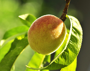 Image showing peach on the tree