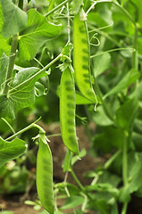 Image showing peas