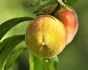Image showing peaches on the tree 