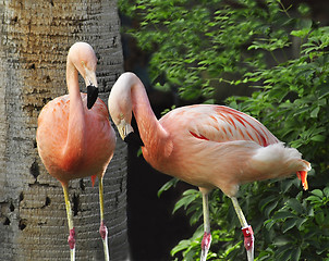 Image showing Pink Flamingos 