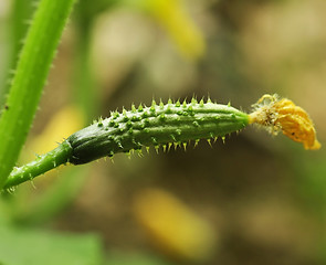 Image showing cucumber