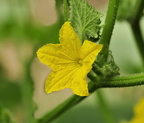 Image showing cucumber flowers 