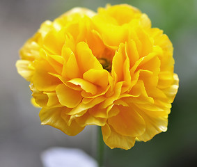 Image showing yellow ranunculus 