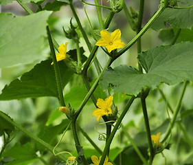 Image showing cucumber flowers