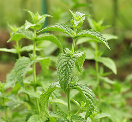 Image showing mint in the garden peppermint