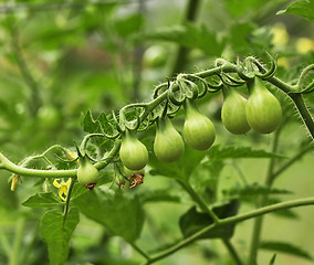 Image showing green tomatoes