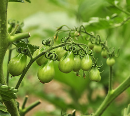 Image showing green tomatoes