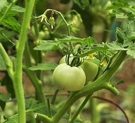 Image showing green tomatoes