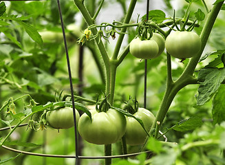 Image showing green tomatoes 