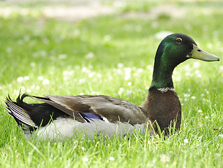 Image showing wild duck 