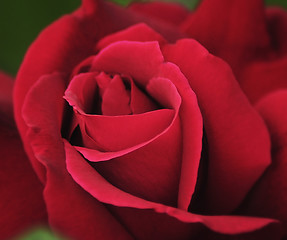 Image showing red rose