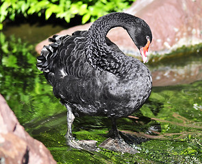 Image showing black swan