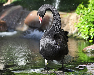 Image showing black swan