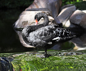 Image showing black swan