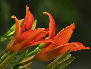 Image showing orange lily 