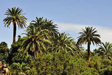 Image showing palm trees