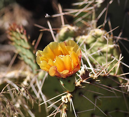 Image showing cactus flower