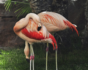 Image showing flamingo