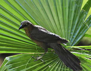 Image showing blackbird