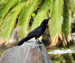 Image showing blackbird 