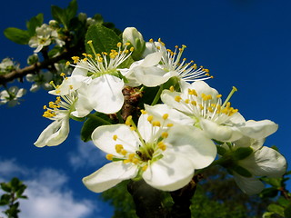 Image showing White flowers