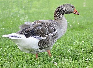 Image showing wild goose