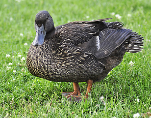 Image showing wild duck 