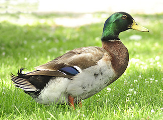 Image showing Mallard Duck 