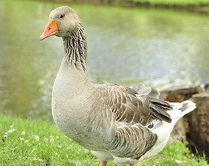 Image showing wild goose