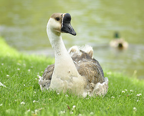 Image showing wild goose 