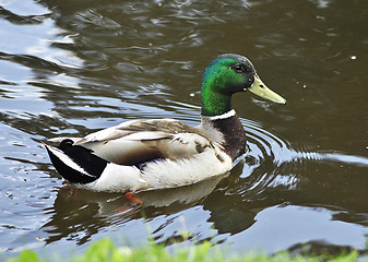 Image showing Mallard Duck 