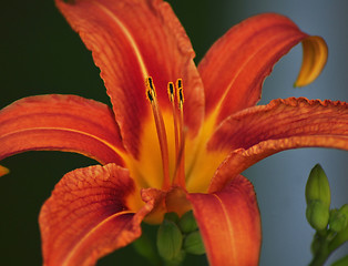Image showing orange lily