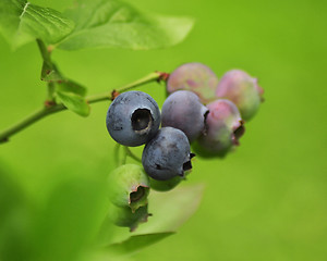 Image showing blueberry 