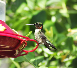 Image showing hummingbird