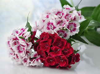 Image showing carnation flowers