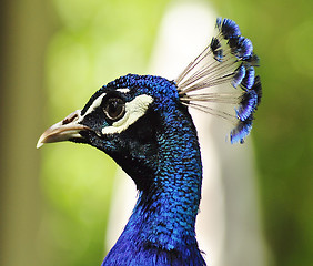 Image showing peacock portrait