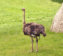 Image showing ostrich 
