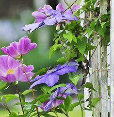 Image showing clematis flowers