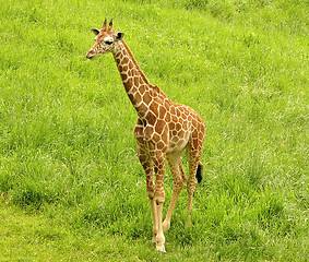Image showing giraffe