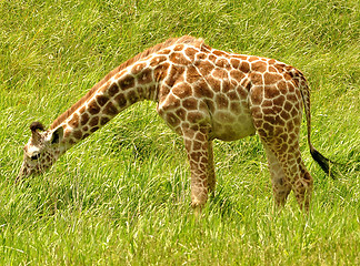 Image showing giraffe