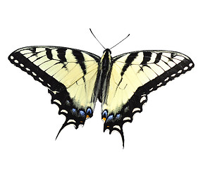 Image showing Yellow  Butterfly 