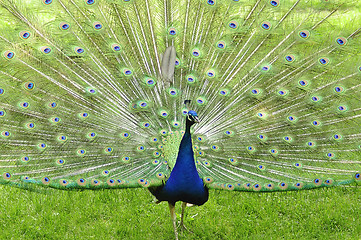 Image showing peacock