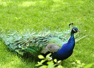 Image showing peacock