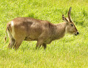 Image showing waterbuck 