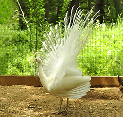 Image showing peacock