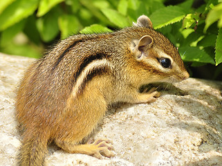 Image showing chipmunk