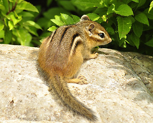 Image showing  chipmunk 